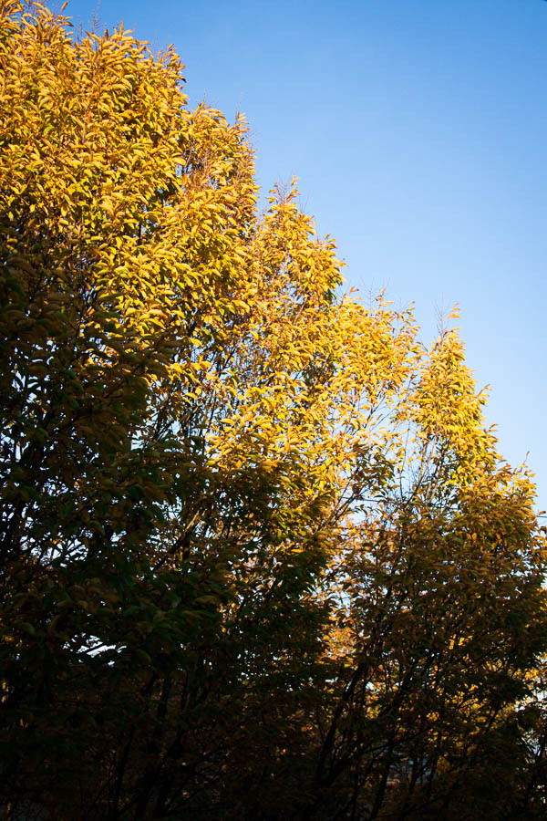 Morning light on autumn trees