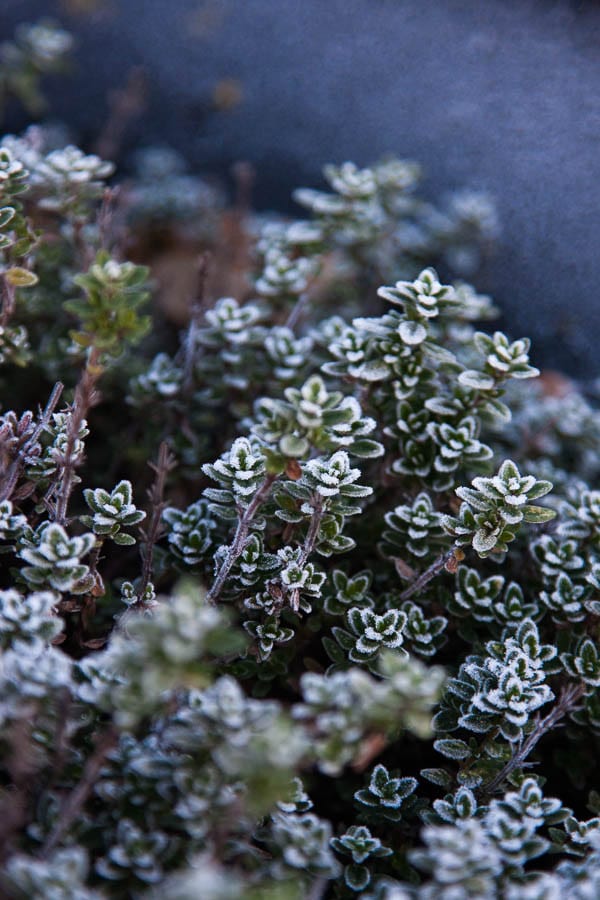 Morning frost on my thyme plant