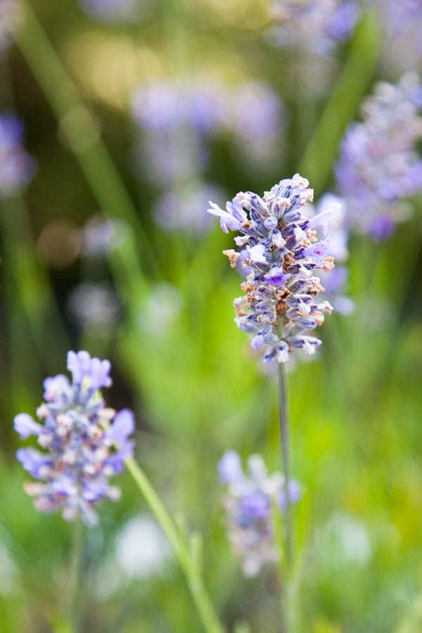 The lavender in this Apricot Lavender Jam adds a faint floral note - an unexpected and delightful addition. Recipe yields 2 half-pint jars.