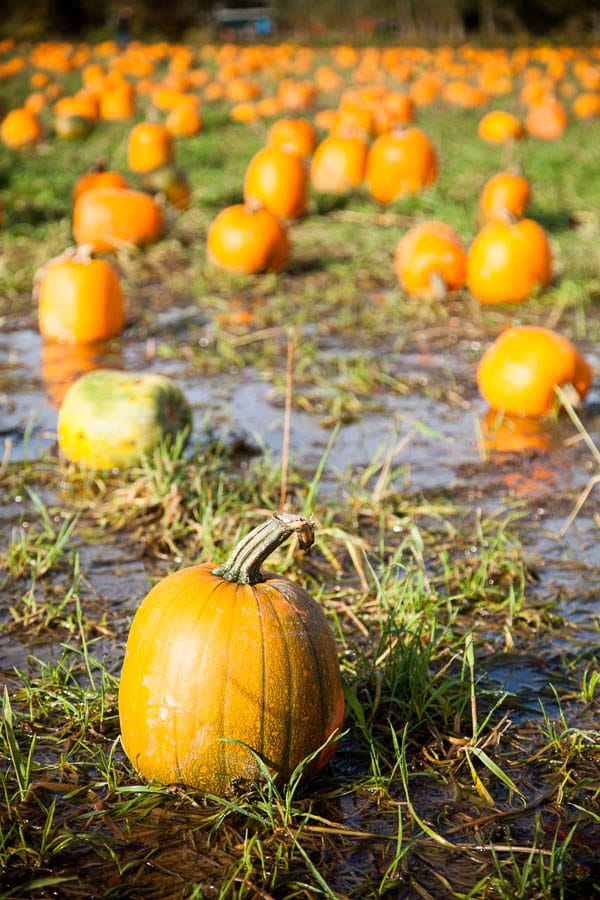 pumpkin-patch-2016-1-of-1